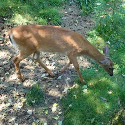 Rescued deer