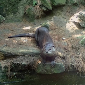 Rescued otter