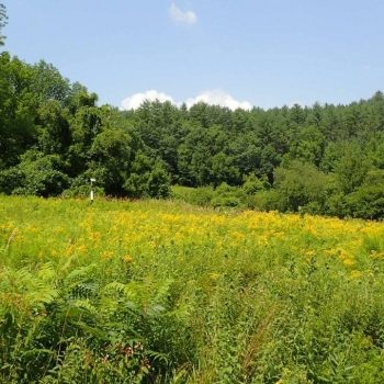 Wild flower field